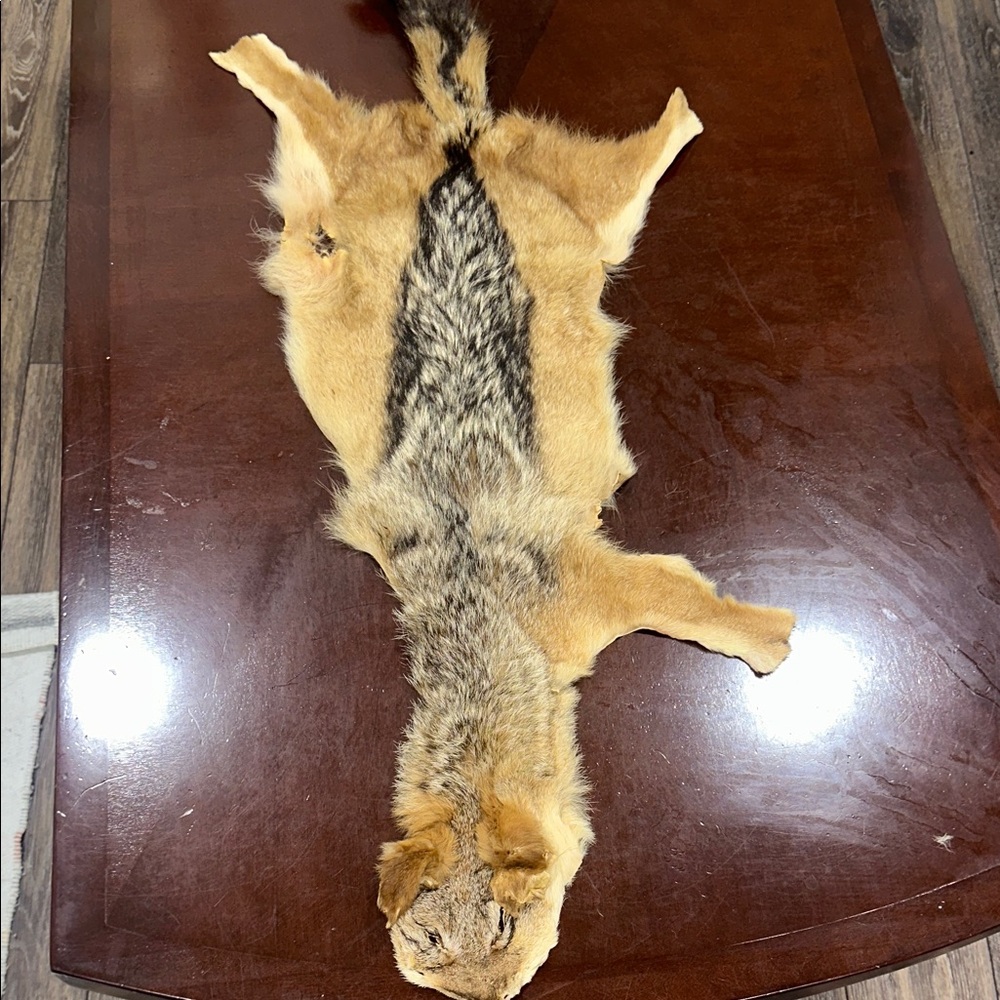 Genuine African Black-back Jackal Hide/skin/rug